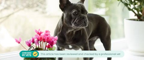 Cyclamen toxic hot sale to dogs